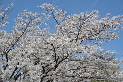 宮崎市田野町の桜並木