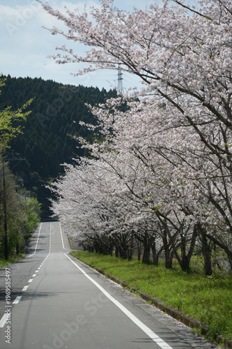 宮崎市田野町の桜並木