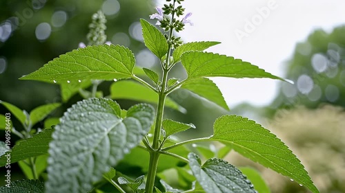 Wallpaper Mural Green plant with dew drops. Torontodigital.ca