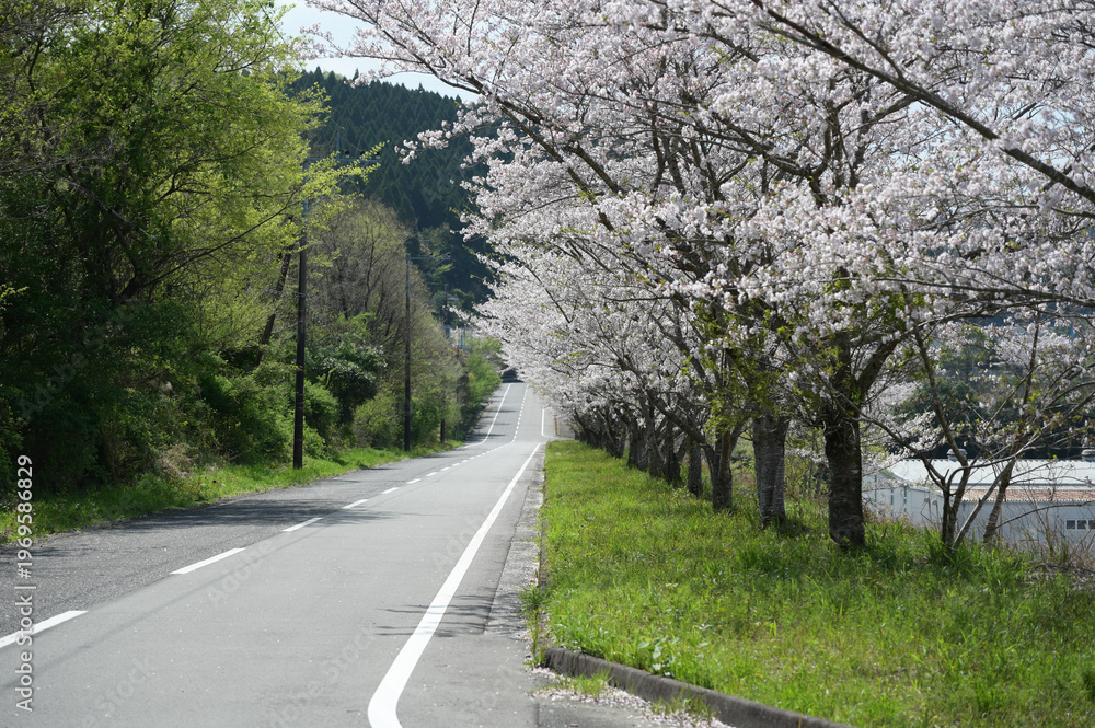 Photography Poster 宮崎市田野町の桜並木 | Wall Art | Abposters.com