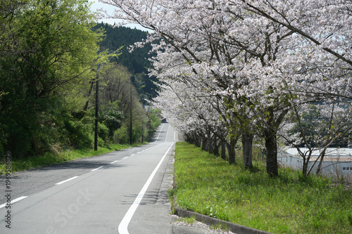 宮崎市田野町の桜並木