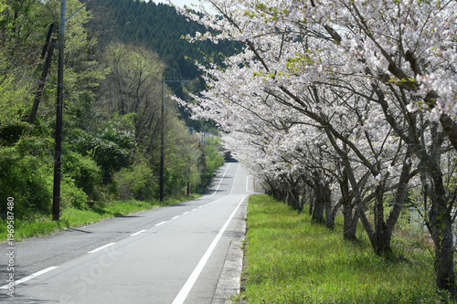 宮崎市田野町の桜並木