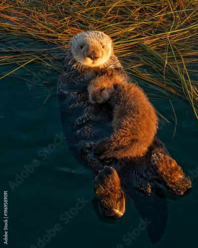 Cradling her sleeping pup, a sea otter mother floats peacefully among sea grass during a golden sunset