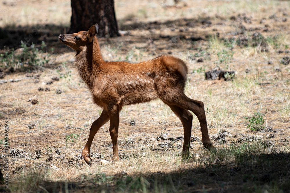 Naklejka premium Deer wild animal in forest. Deer standing calm woodland scene. Deer natural wildlife portrait. Deer forest mammal outdoors.