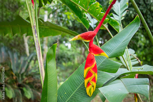 Heliconia Rostrata, Hanging Lobster Claw or False Bird of Paradise