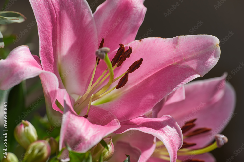 Fototapeta premium Nature, petals and floral plants in empty garden for bloom in countryside environment for botany. Eco friendly, spring and bunch of aquilegia with leaves for outdoor landscape in field for growth.
