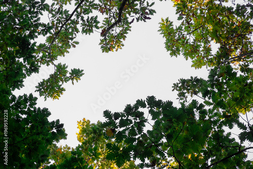 Trees in the forest. Bottom-up view. Beautiful colorful foliage on the trees in autumn. Branches of a tree against a cloudless sky on a sunny day.