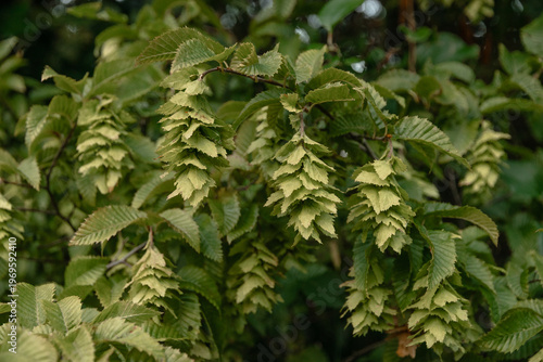 Natural vertical close-up shot of the seed pods of the European hornbeam Carpinus betulus. A branch of hornbeam Carpinus betulus with inflorescences and autumn leaves, highlighted focus.
