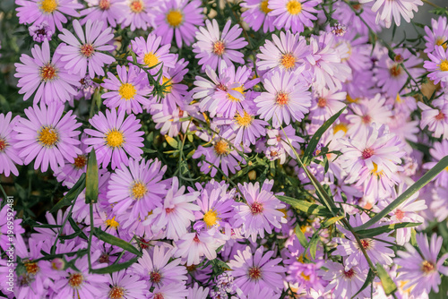 Decorative bright pink daisy flowers. Purple, blue flowers. A daisy in bloom in spring adds charm to the garden at the cottage. The aster is perennial. The Alpine aster.