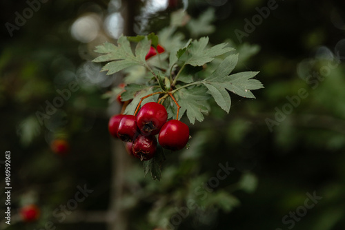 Autumn forest red berries on a branch. Close-up of ripe winter fruits of red hawthorn with a natural background. Hawthorn bush, berries in medicine, cosmetology. Red berries on a branch. 
