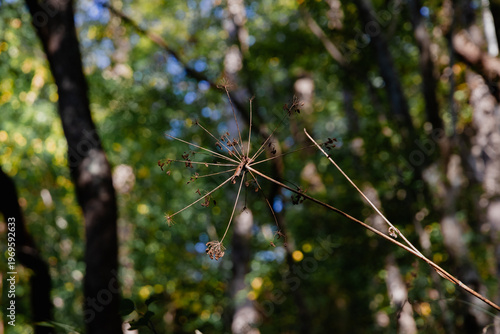 Dry plants in the forest. There are arm-shaped branches in the forest against a blurry background of foliage.