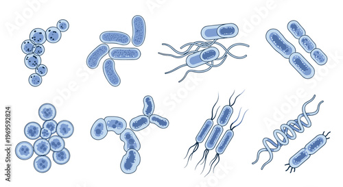 Collection of blue bacteria and microorganism clusters featuring different cellular shapes including cocci bacilli and spiral forms.