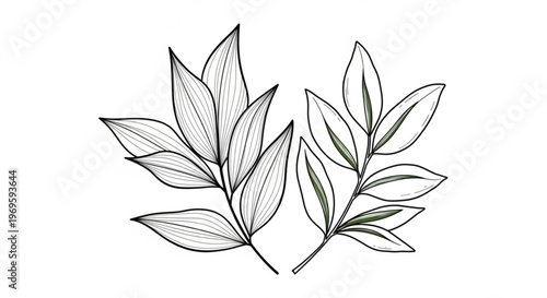 Elegant botanical line art illustration of two delicate leafy branches one with detailed hatching and subtle shading the other with clean outlines and minimal color