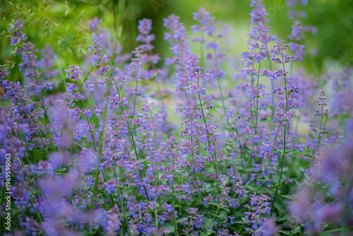 Vibrant purple blooms dance in the gentle breeze of a sunny garden afternoon