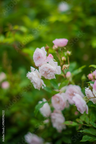 Delicate pink roses bloom amidst lush green foliage in a serene garden setting during springtime