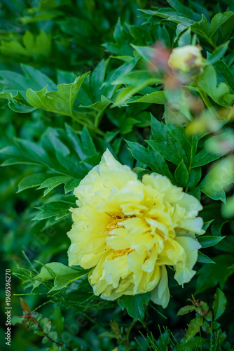 Beautiful yellow peony blooms amidst lush green foliage in a vibrant garden setting