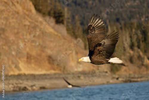 American Bald Eagle Flying past Cliff and Forest, Alaska