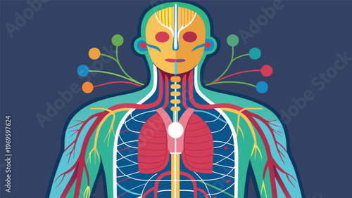 Representation of the human body with detailed organ systems shown in bright colors and clear design elements