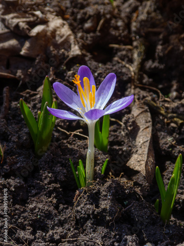 Single purple crocus flower blooming from dark garden soil in sp