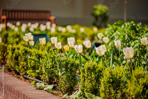 Blooming white tulips brighten a garden landscape surrounded by lush greenery