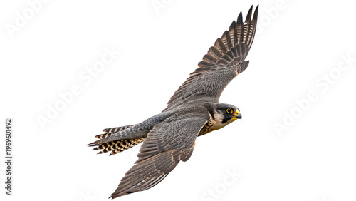 Foto Peregrine falcon soaring in the sky during daylight across open fields and woodlands in North America on a transparent background