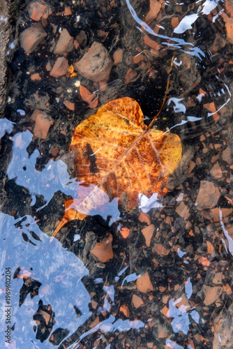 Water flowing on death leave on stone