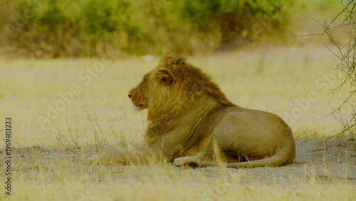 A lone male lion with a prominent mane rests in a sandy clearing bordered by lush green bushes and dry savanna grass while looking directly toward the camera in the bright daylight of africa.