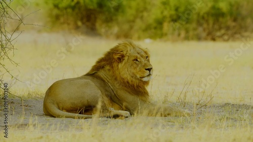 A lone male lion with a prominent mane rests in a sandy clearing bordered by lush green bushes and dry savanna grass while looking directly toward the camera in the bright daylight of africa.