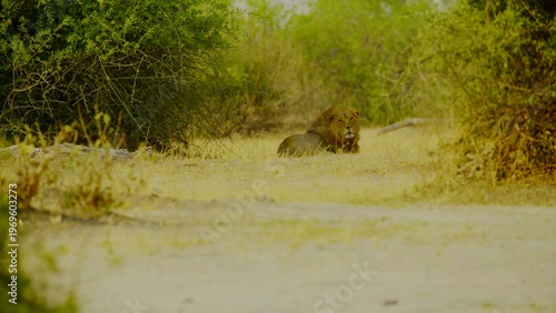 A lone male lion with a prominent mane rests in a sandy clearing bordered by lush green bushes and dry savanna grass while looking directly toward the camera in the bright daylight of africa.