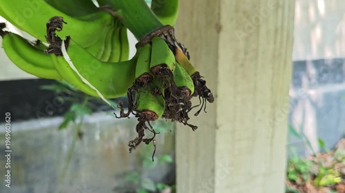 A close up view of a bunch of green unripe bananas hanging from a tree in a tropical garden setting