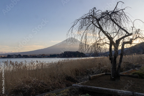 Sunset view of Mount Fuji from garden at Oishi Park along the Lake Kawaguchi in Japan.