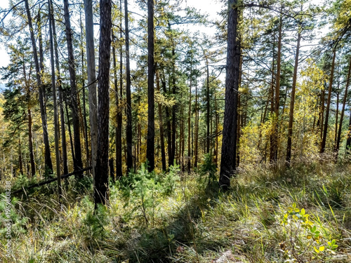 view of an autumn forest on a low mountain, southern Urals