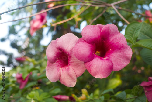 Vibrant Pink Pink Allamanda Blanchetii  Tropical Flowers Blooming in Sunny Garden with Blurry Green Background – Beautiful Nature Close-up