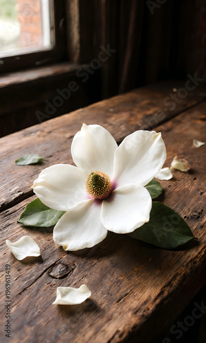 Wallpaper Mural Magnolia flower on wooden table with petals by the window   Torontodigital.ca
