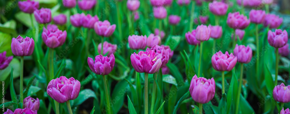 Fototapeta premium Field of colorful tulips red tulips field many red flowers spring flowers field tulip red tulips yellow tulips pink flowers field.