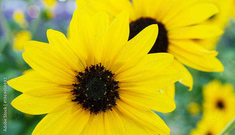 Obraz premium closeup beautiful sunflower in the garden, flower background.