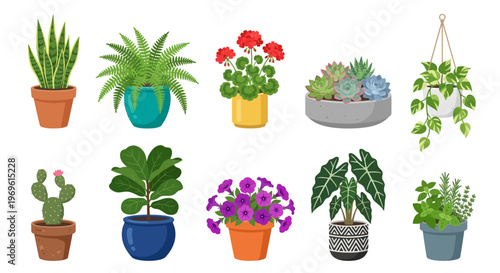 A colorful collection of various potted indoor plants and succulents