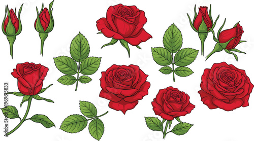 Red rose flowers and buds set, botanical floral elements collection, realistic garden plant illustrations, romantic nature design, decorative blooming roses