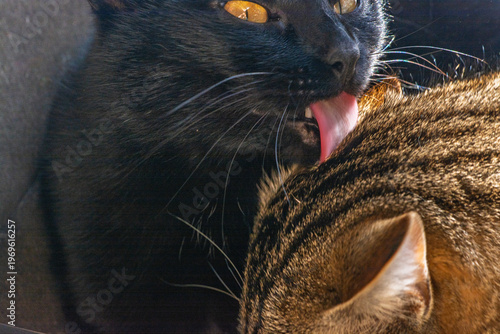 Εκτύπωση καμβά Chatte noire faisant la toilette de son frère chat tigré, moment de tendresse fa