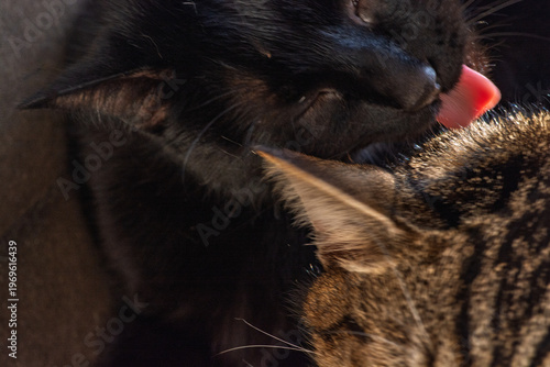 Foto Chatte noire faisant la toilette de son frère chat tigré, moment de tendresse fa
