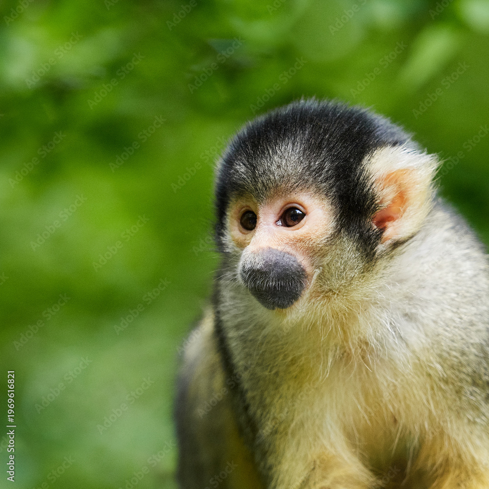 Fototapeta premium Squirrel monkey portrait in natural habitat with green background