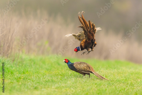 Pheasants fighting in Springtime,  Scientific name Phasianus Colchicus, Two Ring-necked cock Pheasants fighting in Springtime with one Pheasant launching himself in the air.  Horizontal.  Copy space
