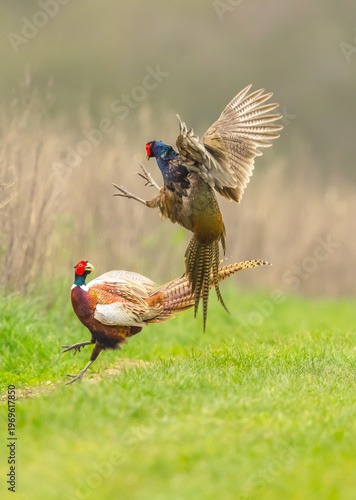 Two Pheasants fighting in Springtime,  Scientific name Phasianus Colchicus, Two Ring-necked cock Pheasants fighting in Springtime with one Pheasant launching himself in the air. Portrait. Copy space