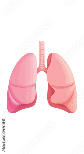 Illustration of human lungs with trachea on a white background, detailed organ anatomy.