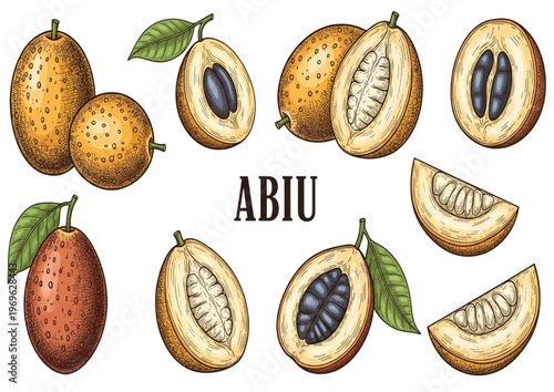 Detailed botanical illustration of exotic abiu fruit, showcasing its vibrant yellow skin and sweet, gelatinous pulp, perfect for healthy recipe concepts