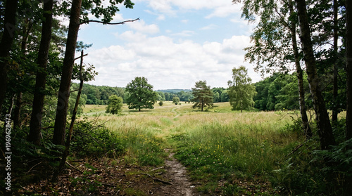first person perspective entering an open clearing in the forest, wide space with grass and scattered trees, bright sky above, natural light, minimal composition