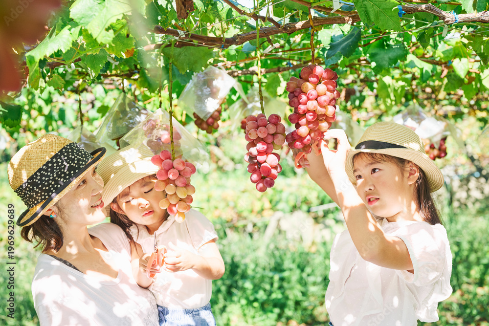 Fototapeta premium 赤ぶどうのぶどう棚の下で収穫を楽しむ親子