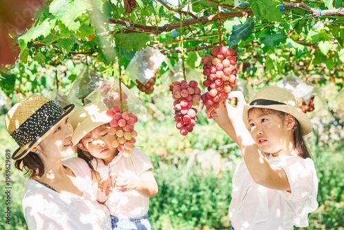 赤ぶどうのぶどう棚の下で収穫を楽しむ親子
