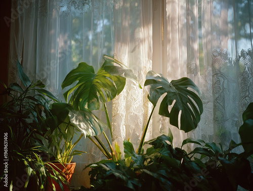 Monstera and plants by sheer curtains with sunlight