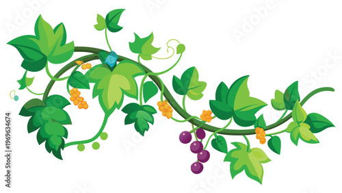 Green vine with leaves and bunches of grapes on a white background showing nature's growth in a simple style